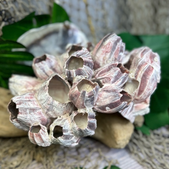 VTG  NATURAL Barnacles Cluster BEACH OCEAN AQUARIUM COASTAL SHELL NAUTICAL DECOR - Picture 5 of 17